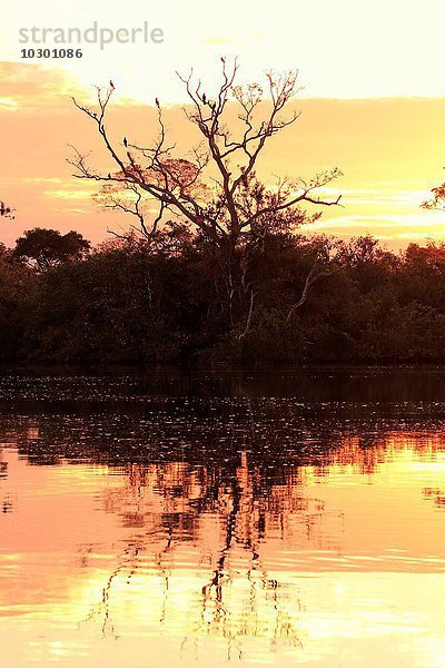 Rio Pixaim Pantanal  Fluss  Flusslandschaft  Abendlicht  Sonnenuntergang  Pantanal  Mato Grosso  Brasilien  Südamerika