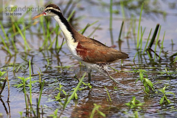 Rotstirnblatthühnchen (Jacana jacana)  juvenile  subadult  Nahrungssuche  im Wasser  Pantanal  Mato Grosso  Brasilien  Südamerika