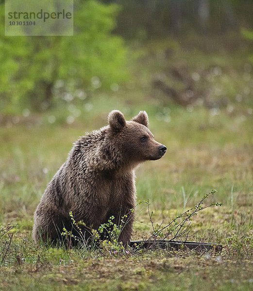 Braunbär (Ursus arctos)  Kainuu  Karelien  Finnland  Europa