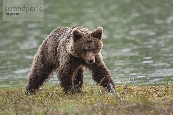 Braunbär (Ursus arctos) am Wasser  Kainuu  Karelien  Finnland  Europa