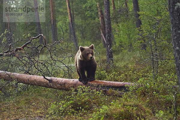 Braunbär (Ursus arctos) auf umgefallenen Baum  Kainuu  Karelien  Finnland  Europa