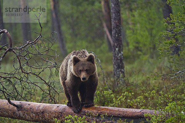 Braunbär (Ursus arctos) auf umgefallenen Baum  Kainuu  Karelien  Finnland  Europa