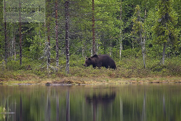 Braunbär am Wasser  (Ursus arctos)  Taiga  Kainuu  Nord Karelien  Finnland  Europa