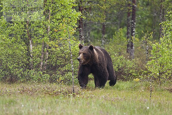Braunbär  (Ursus arctos)  taiga  Kainuu  Nord Karelien  Finnland  Europa