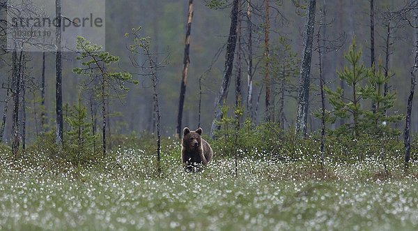 Braunbär (Ursus arctos) mit Wollgras (Eriophorum sp.) in finnischer Taiga  Kainuu  Nord Karelien  Finnland  Europa