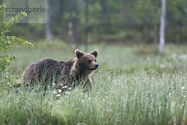 Braunbär (Ursus arctos) im hohen Gras  Kainuu  Nord Karelien  Finnland  Europa