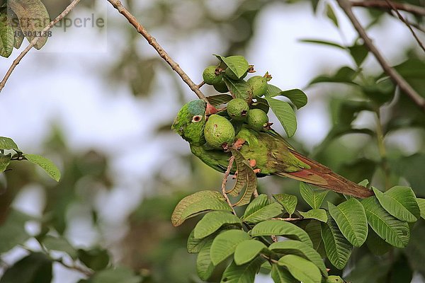 Spitzschwanzsittich (Thectocercus acuticaudatus)  adult auf Baum  fressend  mit Frucht  Feige  Pantanal  Mato Grosso  Brasilien  Südamerika