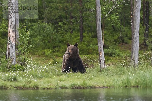 Braunbär (Ursus arctos) am Wasser in finnischer Taiga  Kainuu  Nord Karelien  Finnland  Europa