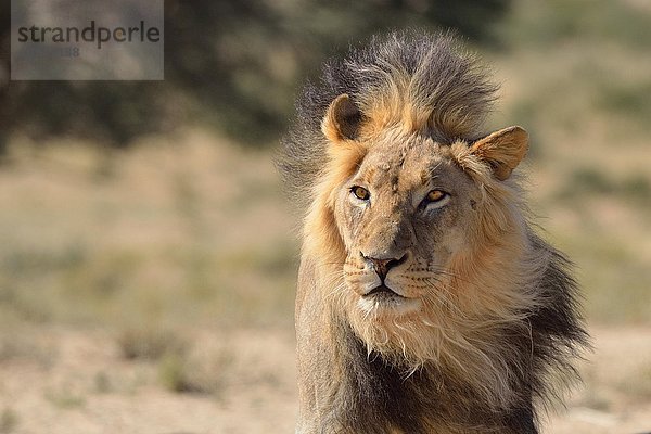 Löwe (Panthera leo)  Porträt  Kgalagadi Transfrontier Park  Provinz Nordkap  Südafrika