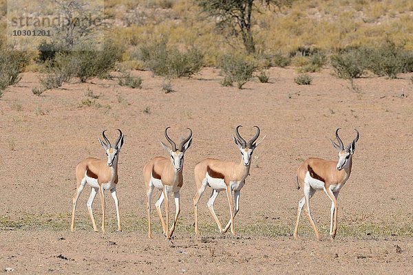 Springböcke (Antidorcas marsupialis)  Männchen  unterwegs auf trockenem Boden  Kgalagadi-Transfrontier-Nationalpark  Provinz Nordkap  Südafrika