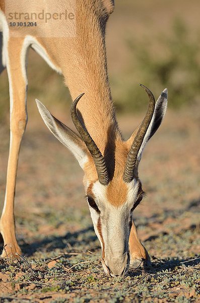 Springbock (Antidorcas marsupialis)  beim Grasen  Kgalagadi-Transfrontier-Nationalpark  Provinz Nordkap  Südafrika