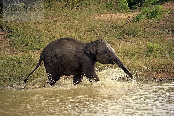 Asiatischer Elefant  Sri Lanka Elefant (Elephas maximus maximus)  Jungtier im Wasser  spielt und planscht  Yala Nationalpark  Sri Lanka  Asien