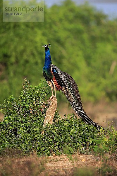 Blauer Pfau (Pavo cristatus)  adult männlich auf Warte  Bundala Nationalpark  Sri Lanka  Asien