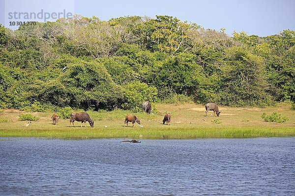 Wasserloch mit Wasserbüffeln  (Bubalis bubalis)  Gruppe fressend  Bundala Nationalpark  Sri Lanka  Asien