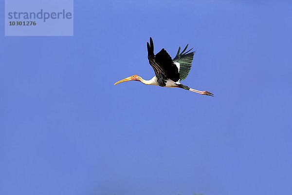 Buntstorch  Nimmersatt (Mycteria leucocephala)  adult  fliegt vor blauem Himmel  Udawalawe Nationalpark  Sri Lanka  Asien