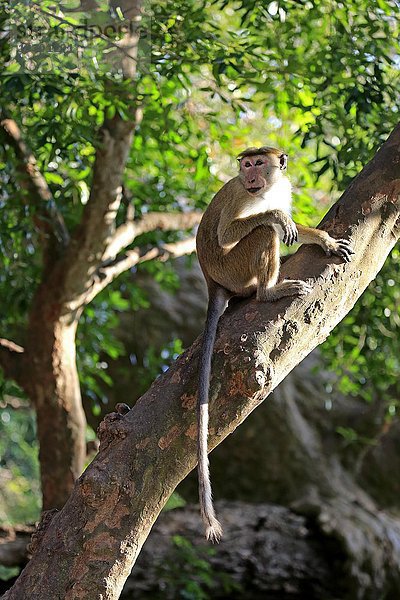 Ceylon Hutaffe (Macaca sinica)  adult  sitzt auf Baum  Yala Nationalpark  Sri Lanka  Asien