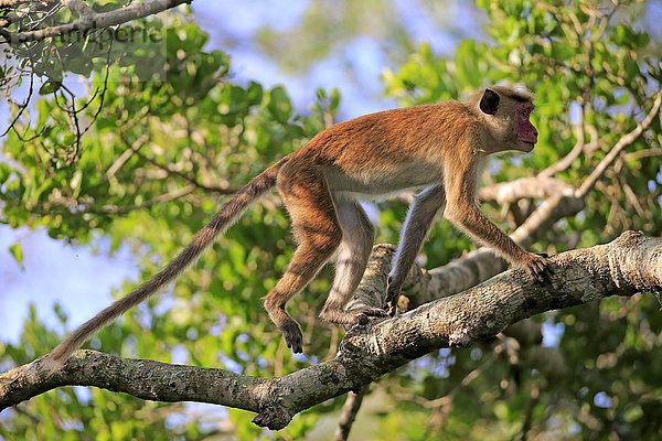 Ceylon Hutaffe (Macaca sinica)  adult  klettert auf Baum  Yala Nationalpark  Sri Lanka  Asien