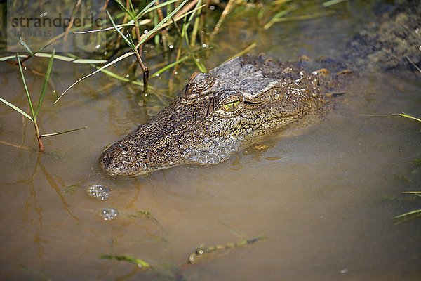 Leistenkrokodil  (Crocodylus porosus)  adult Portrait im Wasser  Bundala Nationalpark  Sri Lanka  Asien
