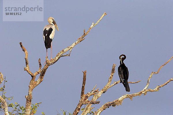 Silberklaffschnabel (Anastomus oscitans) und Altwelt-Schlangenhalsvogel (Anhinga melanogaster)  adult  sitzen auf trockenem Baum  Bundala Nationalpark  Sri Lanka  Asien