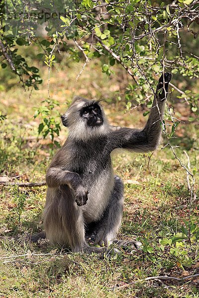 Südlicher Hanumann Langur  (Semnopithecus priam)  adult männlich Nahrungssuche  Yala Nationalpark  Sri Lanka  Asien