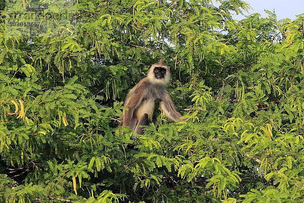 Südlicher Hanumann Langur  (Semnopithecus priam)  adult männlich auf Baum  Yala Nationalpark  Sri Lanka  Asien