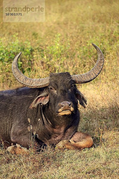 Wasserbüffel (Bubalus arnee)  adult männlich  Portrait  ruhend im Gras  Yala Nationalpark  Sri Lanka  Asien