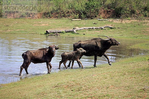 Wasserbüffel (Bubalus arnee)  weiblich mit Jungtier am Wasser  Kalb  Udawalawe Nationalpark  Sri Lanka  Asien