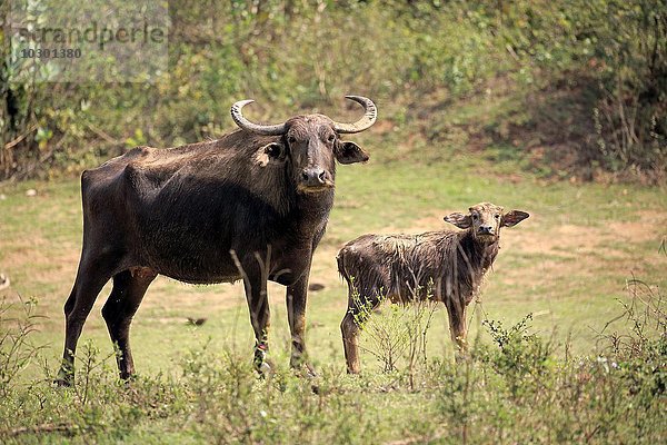 Wasserbüffel (Bubalus arnee)  weiblich mit Jungtier  Mutter mit Kalb  Udawalawe Nationalpark  Sri Lanka  Asien