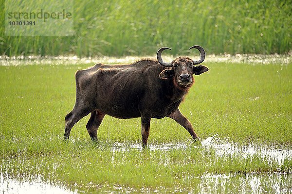 Wasserbüffel (Bubalis bubalis)  adult weiblich  läuft durchs seichte Wasser  Bundala Nationalpark  Sri Lanka  Asien