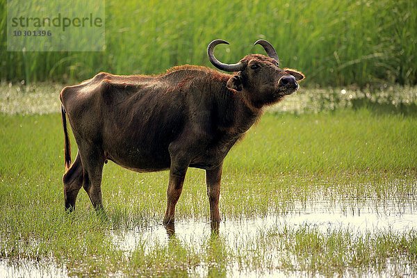 Wasserbüffel (Bubalis bubalis)  adult weiblich  steht im seichten Wasser  Bundala Nationalpark  Sri Lanka  Asien