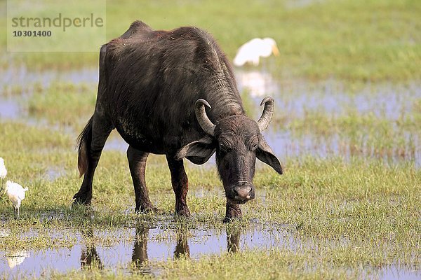 Wasserbüffel  (Bubalis bubalis)  adult mit Kuhreihern  (Bubulcus ibis)  im seichten Wasser  Bundala Nationalpark  Sri Lanka  Asien