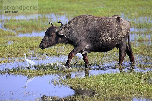 Wasserbüffel  (Bubalis bubalis)  adult  läuft durch Wasser  mit Kuhreihern  (Bubulcus ibis)  Bundala Nationalpark  Sri Lanka  Asien