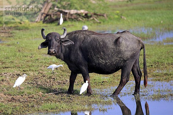 Wasserbüffel  (Bubalis bubalis)  adult  am Wasser mit Kuhreihern  (Bubulcus ibis)  Bundala Nationalpark  Sri Lanka  Asien