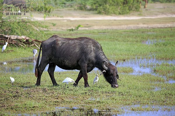 Wasserbüffel  (Bubalis bubalis)  adult am Wasser fressend  mit Kuhreihern  (Bubulcus ibis)  Bundala Nationalpark  Sri Lanka  Asien