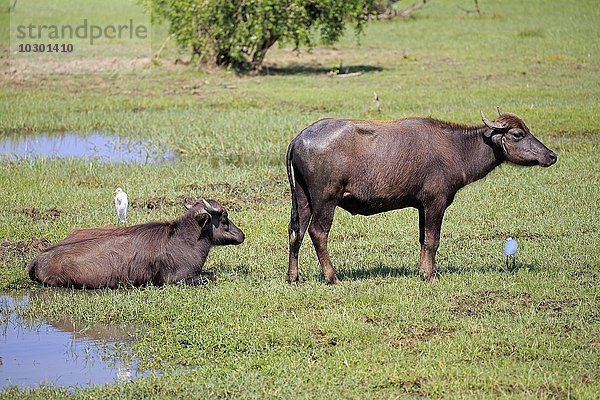Wasserbüffel  (Bubalis bubalis)  zwei halberwachsene am Wasser mit Kuhreihern  (Bubulcus ibis)  Bundala Nationalpark  Sri Lanka  Asien