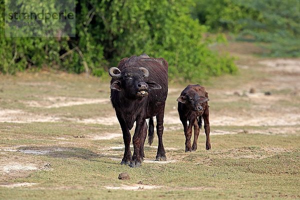 Wasserbüffel  (Bubalis bubalis)  Mutter mit Jungtier  Kalb  Bundala Nationalpark  Sri Lanka  Asien