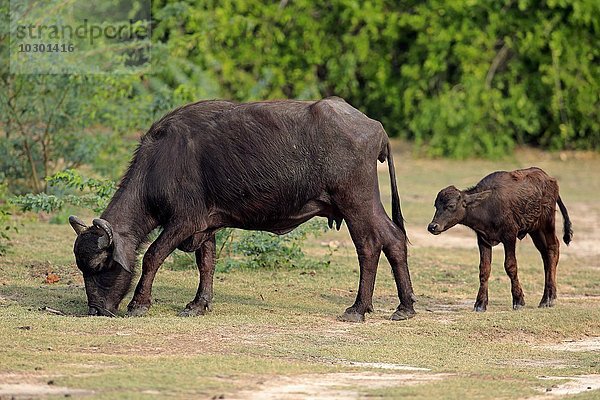Wasserbüffel  (Bubalis bubalis)  Mutter mit Jungtier  Kalb  fressend  Bundala Nationalpark  Sri Lanka  Asien