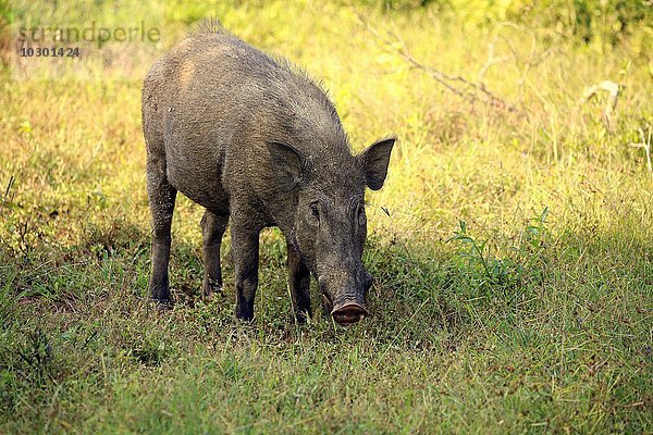 Wildschwein  (Sus scrofa affinis)  Sri Lanka Wildschwein  adult fressend  Yala Nationalpark  Sri Lanka  Asien