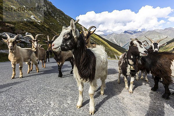 Ziegen auf der Ötztaler Gletscherstraße  Ötztal  Tirol  Österreich  Europa