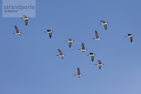 Kanadagänse (Branta canadensis) fliegen vor blauem Himmel  Zugvögel  Jasmund  Rügen  Mecklenburg-Vorpommern  Deutschland  Europa