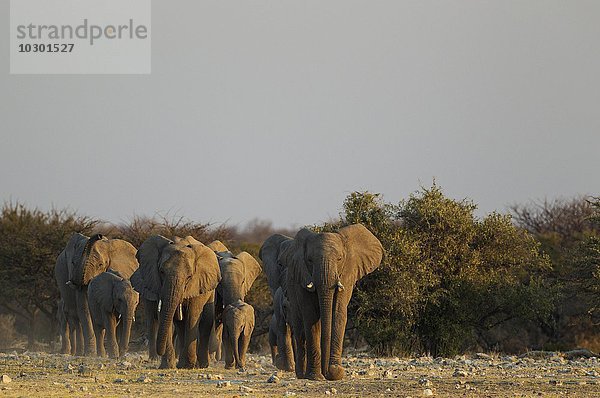 Afrikanische Elefanten (Loxodonta africana)  Herde unterwegs zum Wasserloch  Abendlicht  Etosha-Nationalpark  Namibia  Afrika