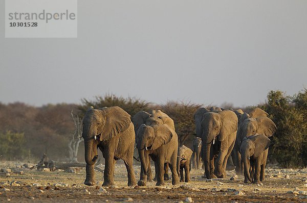 Afrikanische Elefanten (Loxodonta africana)  Herde unterwegs zum Wasserloch  Abendlicht  Etosha-Nationalpark  Namibia  Afrika