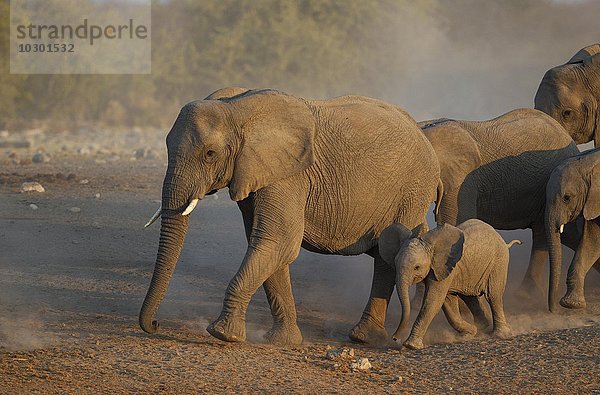 Afrikanische Elefanten (Loxodonta africana)  Herde unterwegs zum Wasserloch  Abendlicht  Etosha-Nationalpark  Namibia  Afrika