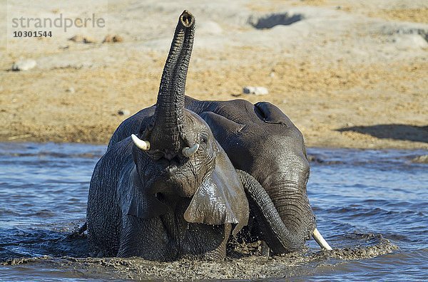 Afrikanische Elefanten (Loxodonta africana)  zwei Weibchen haben Spaß am Wasserloch  Etosha-Nationalpark  Namibia  Afrika