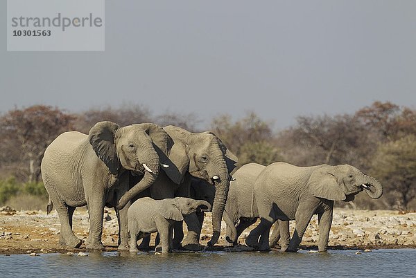 Afrikanische Elefanten (Loxodonta africana)  Zuchtherde am Wasserloch  Etosha-Nationalpark  Namibia  Afrika