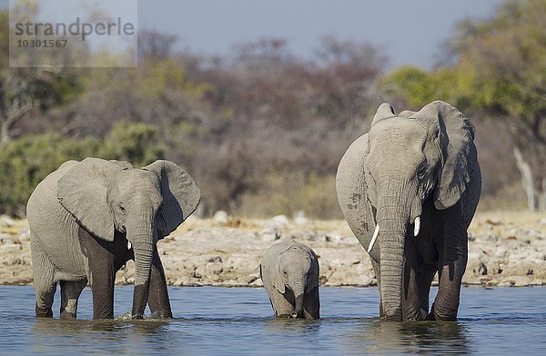 Afrikanische Elefanten (Loxodonta africana)  Kuh mit zwei Kälbern am Wasserloch  Etosha-Nationalpark  Namibia  Afrika