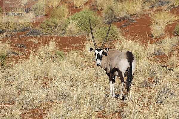 Spießbock (Oryx gazella) auf grasbewachsener Düne am Rande der Namib-Wüste  NamibRand-Naturreservat  Namibia  Afrika