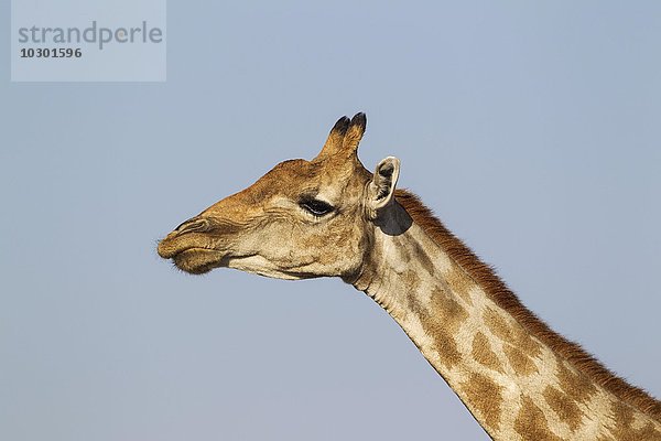 Kapgiraffe (Giraffa camelopardalis giraffa)  Weibchen  Etosha-Nationalpark  Namibia  Afrika