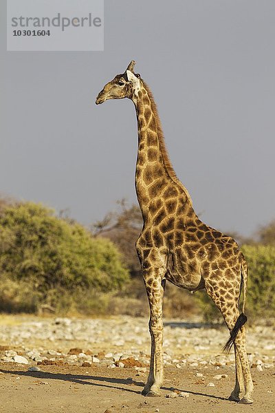 Kapgiraffe (Giraffa camelopardalis giraffa)  stattliches Männchen  Etosha-Nationalpark  Namibia  Afrika