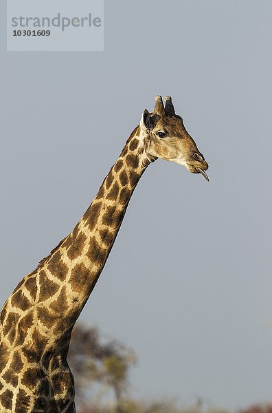 Kapgiraffe (Giraffa camelopardalis giraffa)  Männchen  mit herausgestreckter Zunge  Etosha-Nationalpark  Namibia  Afrika